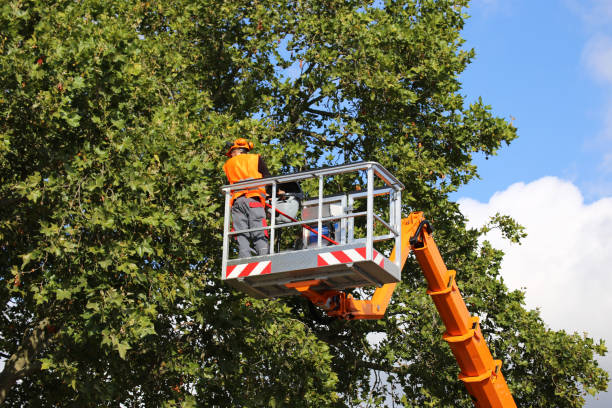 Best Fruit Tree Pruning  in Clinton, WI