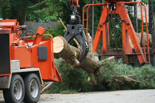 Best Emergency Tree Removal  in Clinton, WI
